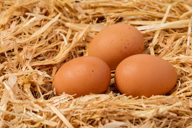Cage-free Eggs