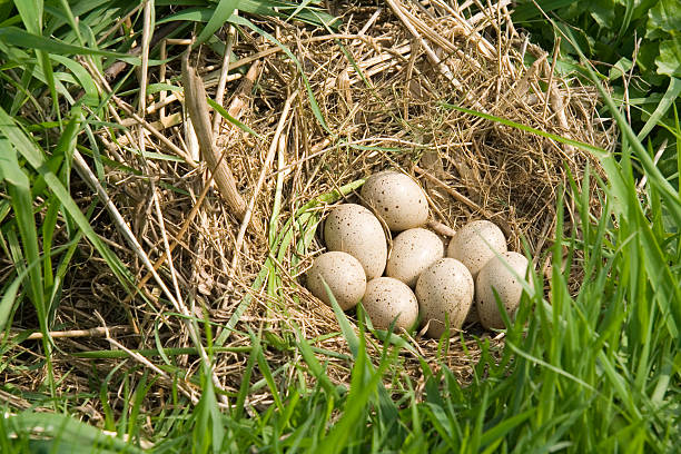 Duck Eggs